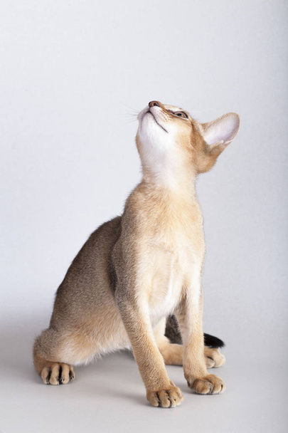 An little  abyssinian ruddy cat, kitty - Photo, image