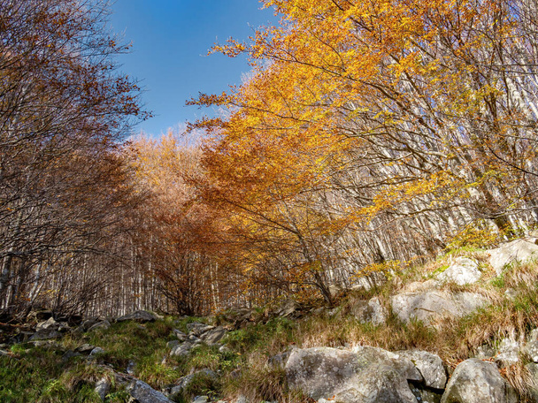 Késő őszi természet. Sziklák és színes fák a Parco dei Cento Laghi azaz Park száz tavak, az Appennine hegység Nemzeti Park, Olaszország. - Fotó, kép