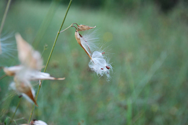 Planta silvestre con brotes de pelusa blanca. A menudo en él se puede ver un escarabajo Frebug (Pyrrhocoris apterus). Fondo de la naturaleza muy hermosa
. - Foto, imagen