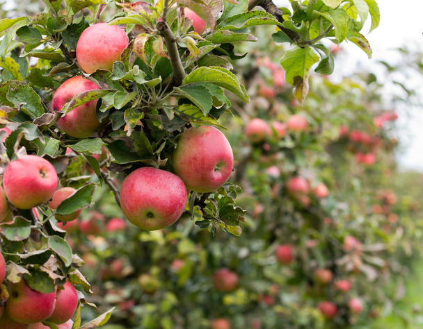 Pomar de maçã
 - Foto, Imagem