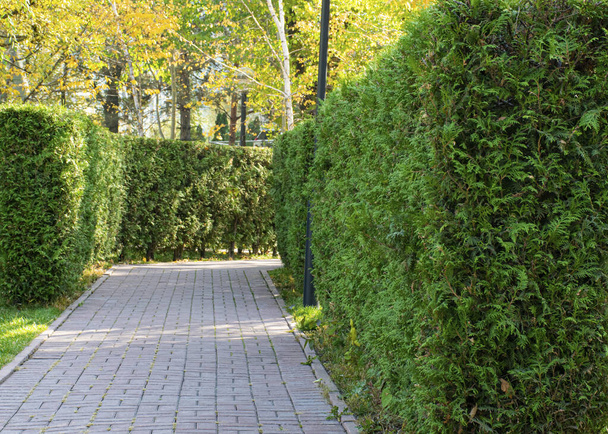Thuja heg. Een pad tussen naaldbomen. Decoratieve plant. Groen - Foto, afbeelding