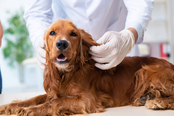 診療所でゴールデンレトリバー犬を調べるvet医師 - 写真・画像