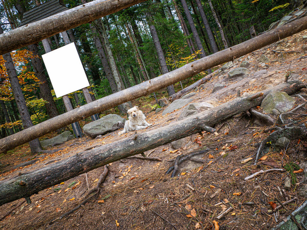 Желто-золотистая дикая собака с белой табличкой на заднем плане и поваленными деревьями спереди, лежащая на траве и охраняющая вход в лес. Концепция охраны природы
 - Фото, изображение