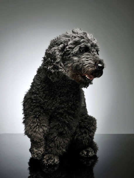 Studio shot of an adorable pumi looking curiously - isolated on grey background - Φωτογραφία, εικόνα