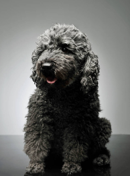 Studio shot of an adorable pumi looking curiously - isolated on grey background - Φωτογραφία, εικόνα