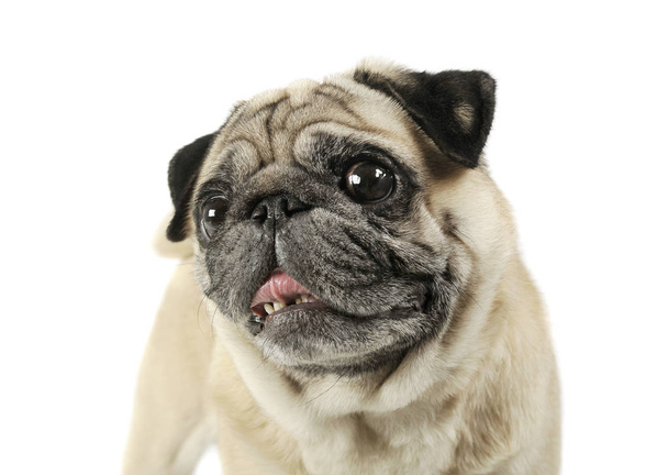 Portrait of an adorable Pug looking scared - studio shot, isolated on white background - Foto, Imagem