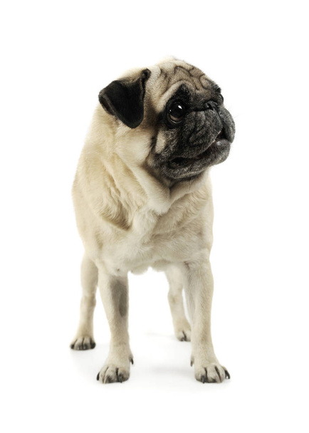 Studio shot of an adorable Pug standing and looking scared - isolated on white background - Zdjęcie, obraz