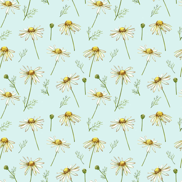 Chamomile or Daisy bouquets, white flowers. Realistic botanical sketch on white background for design, hand draw illustration in botanical style. Seamless patterns. - Photo, Image