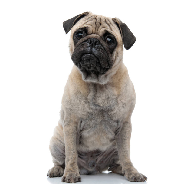 cute pug sitting isolated on white background - 写真・画像