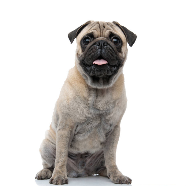 cute pug sticking out tongue and panting - 写真・画像