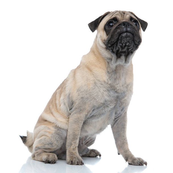 curious pug looking up and sitting on white background - Photo, Image