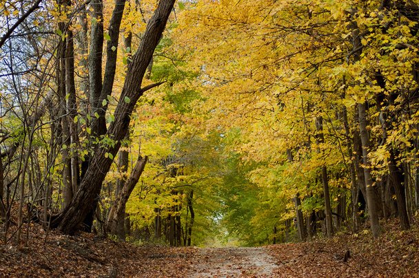 Падіння дерев і листя охоплює дороги в штаті Індіана - Фото, зображення