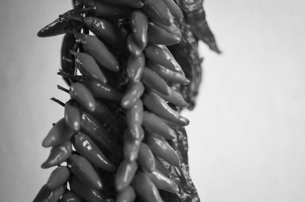 tuoreet vihannekset - paprika lähikuva paikallisen Italian markkinoilla
 - Valokuva, kuva