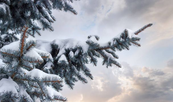Branches d'épinette bleue recouvertes de neige contre le ciel
 - Photo, image