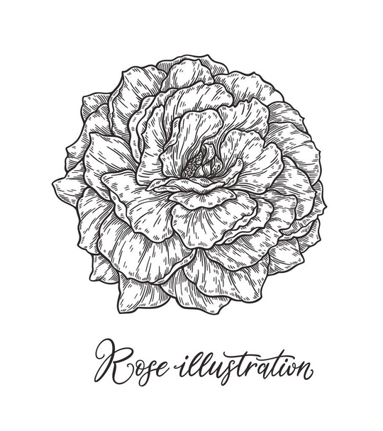 Rose flower hand drawn in lines. Black and white monochrome graphic doodle elements. Isolated vector illustration, template for design - ベクター画像