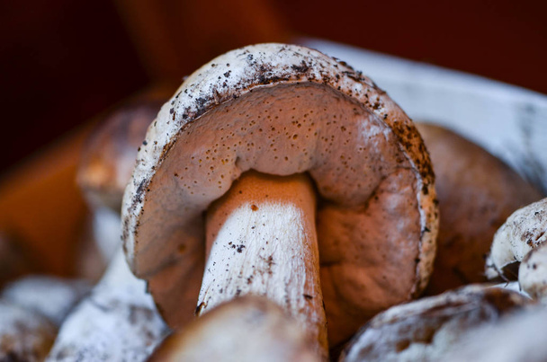 fresh mushrooms close up view within the italian local market - Фото, изображение