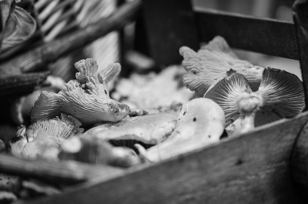 tuoreet sienet lähikuva näkymä Italian paikallisilla markkinoilla
 - Valokuva, kuva