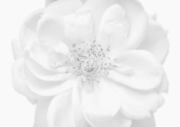 marca de agua de alta clave monocromo brillante flor de rosa blanca aislada
 - Foto, Imagen