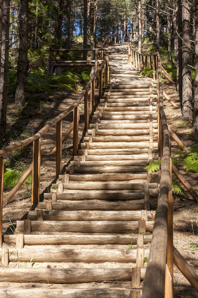 Escaliers en bois dans la forêt
 - Photo, image