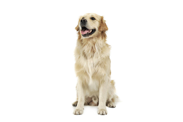 Studio shot of an adorable Golden retriever sitting and looking satisfied - Фото, изображение