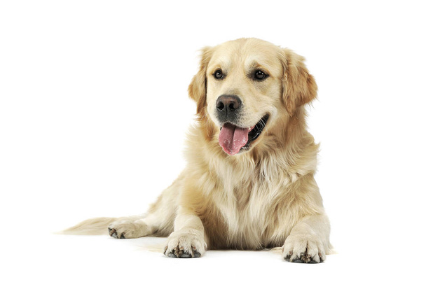 Studio shot of an adorable Golden retriever lying and looking satisfied - Photo, Image