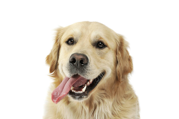 Portrait of an adorable Golden retriever with hanging tongue - Photo, Image