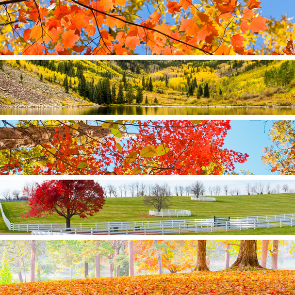 jesienny kolaż - Zdjęcie, obraz