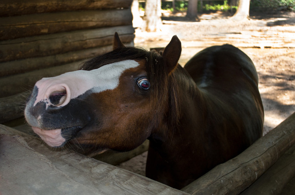 Cavallo divertente in una stalla
 - Foto, immagini