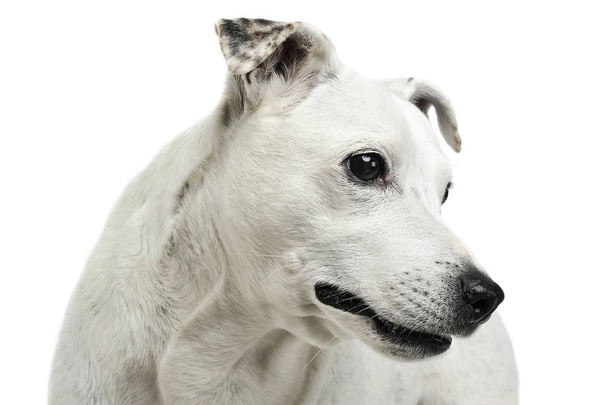 愛らしい混合種の犬の肖像画は不思議なことに見える - 写真・画像