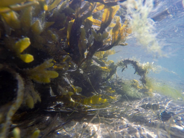 Algen unter Wasser - Foto, Bild