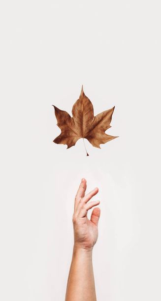 Hand and a dry leaf flying on white background - Foto, imagen
