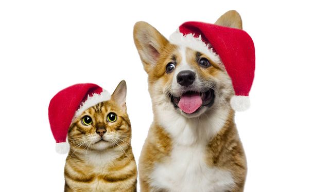 puppy and kitten smiling at santa hat - Photo, Image