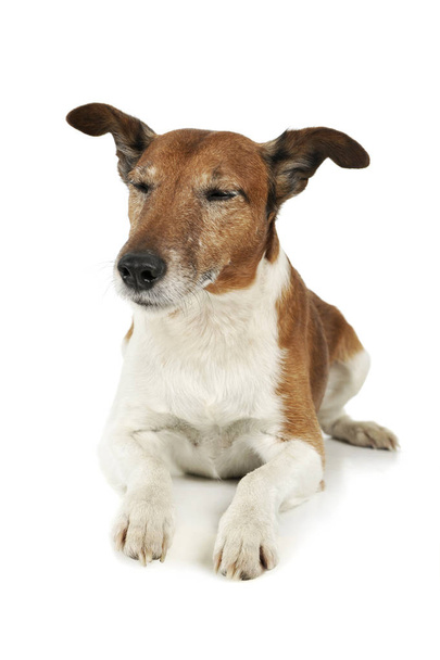 Studio shot of an adorable Jack Russell Terrier - Fotó, kép