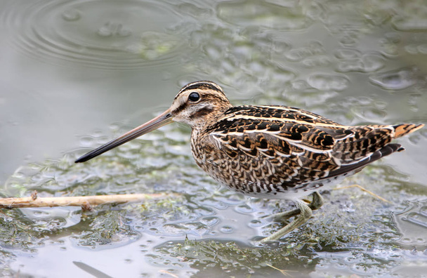 Snipe looking for food in shallow water and looking directly at the camera. Close-up and detailed photo - Photo, Image