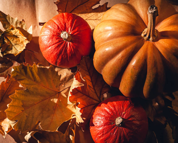 Autumn composition of pumpkins and yellow leaves. Stock photo of pumpkins on dry leaves. - Fotoğraf, Görsel