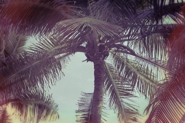ココナッツの木. - 写真・画像
