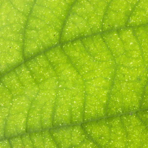 背景の緑の葉をクローズ アップ - 写真・画像