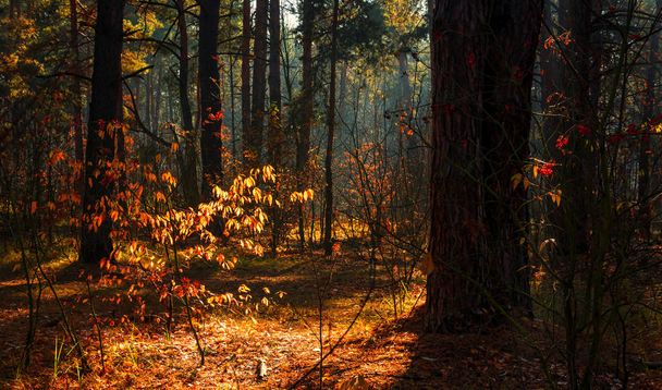 Forest. Automne. Une agréable promenade en forêt, vêtue d'une tenue d'automne. La lumière du soleil joue dans les branches des arbres. Le brouillard léger vous rend mystérieux
. - Photo, image