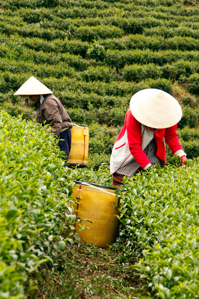 Trabajadora recoge hojas de té en plantación de té, Dalat, Vietnam. 31 de julio.
 - Foto, Imagen