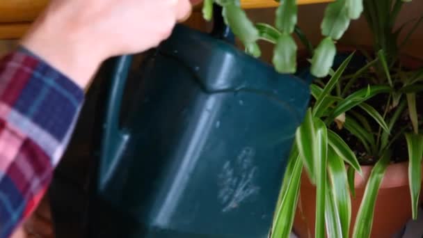 Watering the plants indoors in winter - Filmati, video
