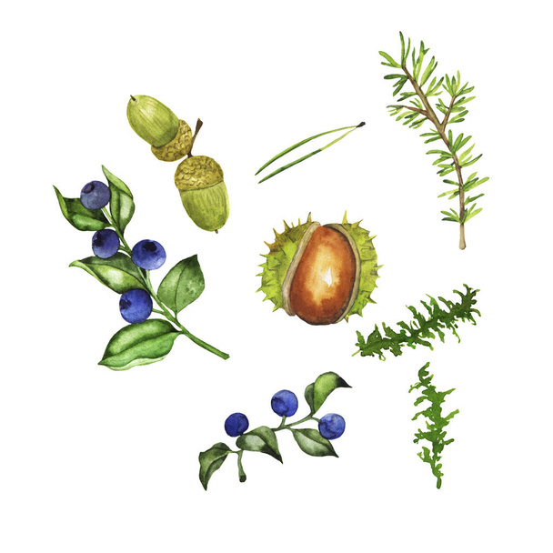 Set of forest plants: pine needle, pine branch, blueberry branches, acorns and chestnut isolated on white background. Hand drawn watercolor illustration. - Foto, imagen