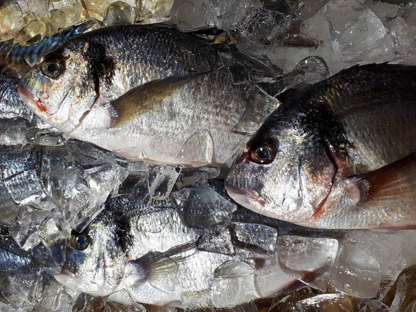  frischer Dorada-Fisch auf Eis - Foto, Bild