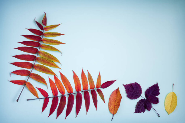 helle Herbstblätter auf blauem Hintergrund. - Foto, Bild