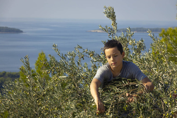 junger einheimischer Bauer pflückt Oliven auf traditionelle Weise. Ernte - Foto, Bild
