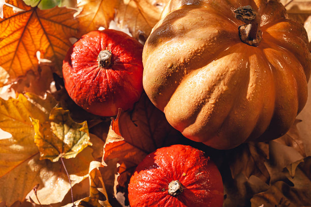 Banner of Thanksgiving pumpkins on autumn dry foliage. Stock photo of a solar pumpkin - Harvest / Thanksgiving Concept. - 写真・画像