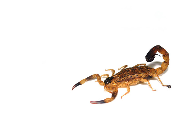 Brown thajský škorpión na bílém pozadí. - Fotografie, Obrázek