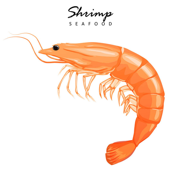 Shrimp-Symbol. gekochte Garnele in der Schale auf weißem Hintergrund. - Vektor, Bild