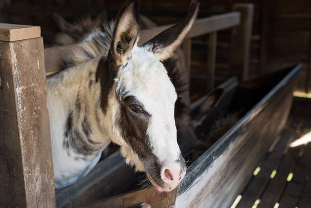 Furry donkey in shed or barn - Фото, изображение