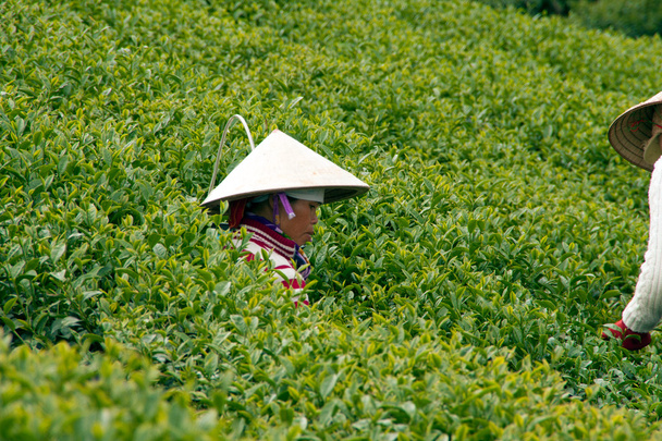 抑うつ迎え茶葉茶プランテーション、ダラット、ベトナム-7 月 31 日 - 写真・画像