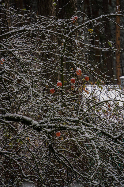 The first snow in the garden. Apples on the branches of an apple tree. - Fotó, kép
